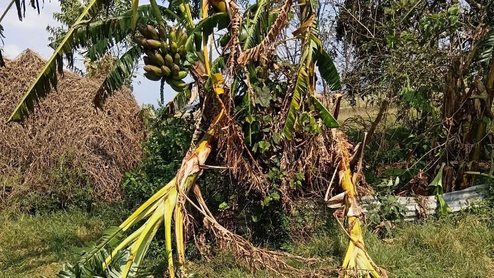 The storm also caused destruction on plants including this banana tree.